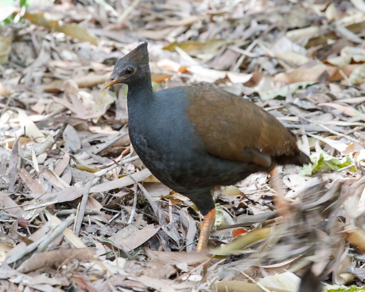 Orange-footed Megapode - Jeff Stacey