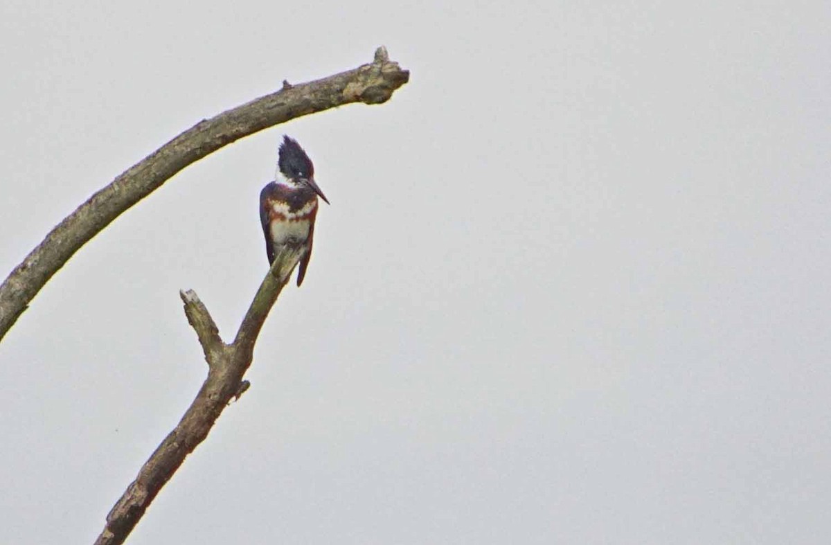 Belted Kingfisher - ML68813601