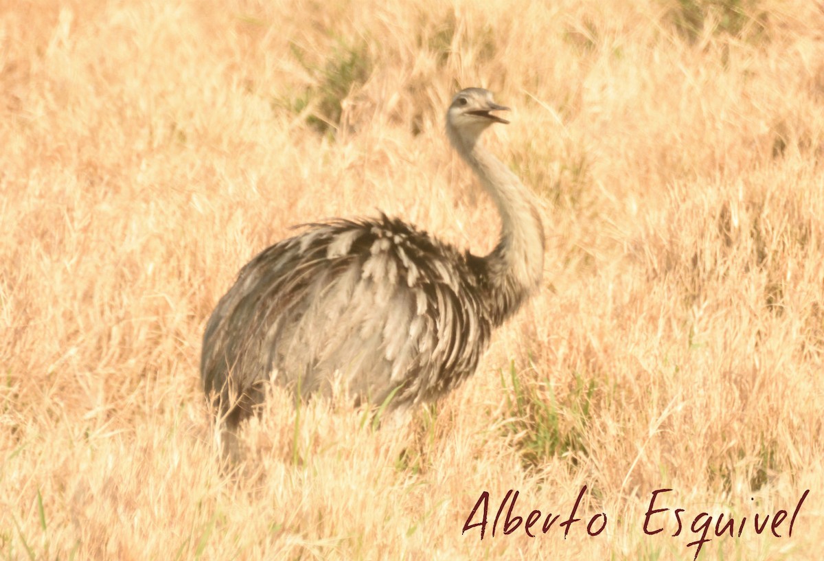 Greater Rhea - Alberto Esquivel Wildlife PY