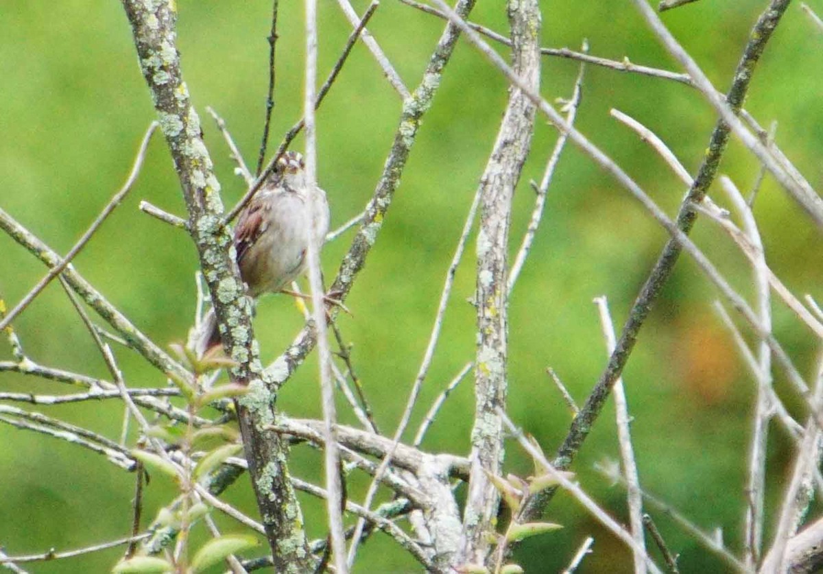 Passerellidae sp. (sparrow sp.) - ML68813991