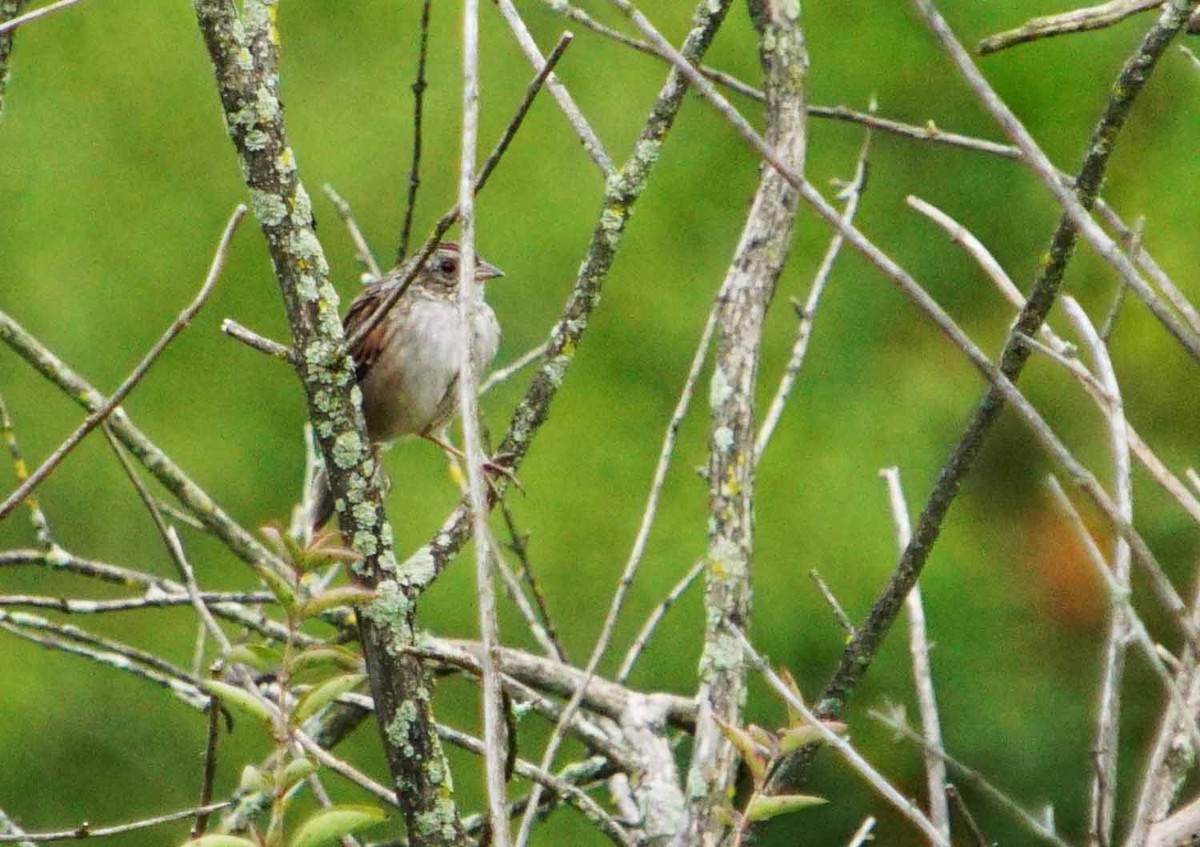 Passerellidae sp. (sparrow sp.) - ML68814001