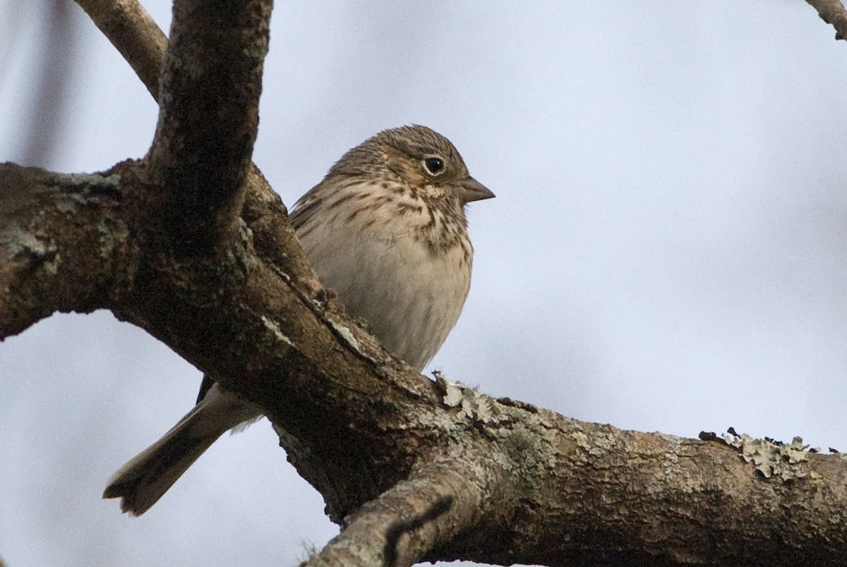 Vesper Sparrow - Robert Dobbs
