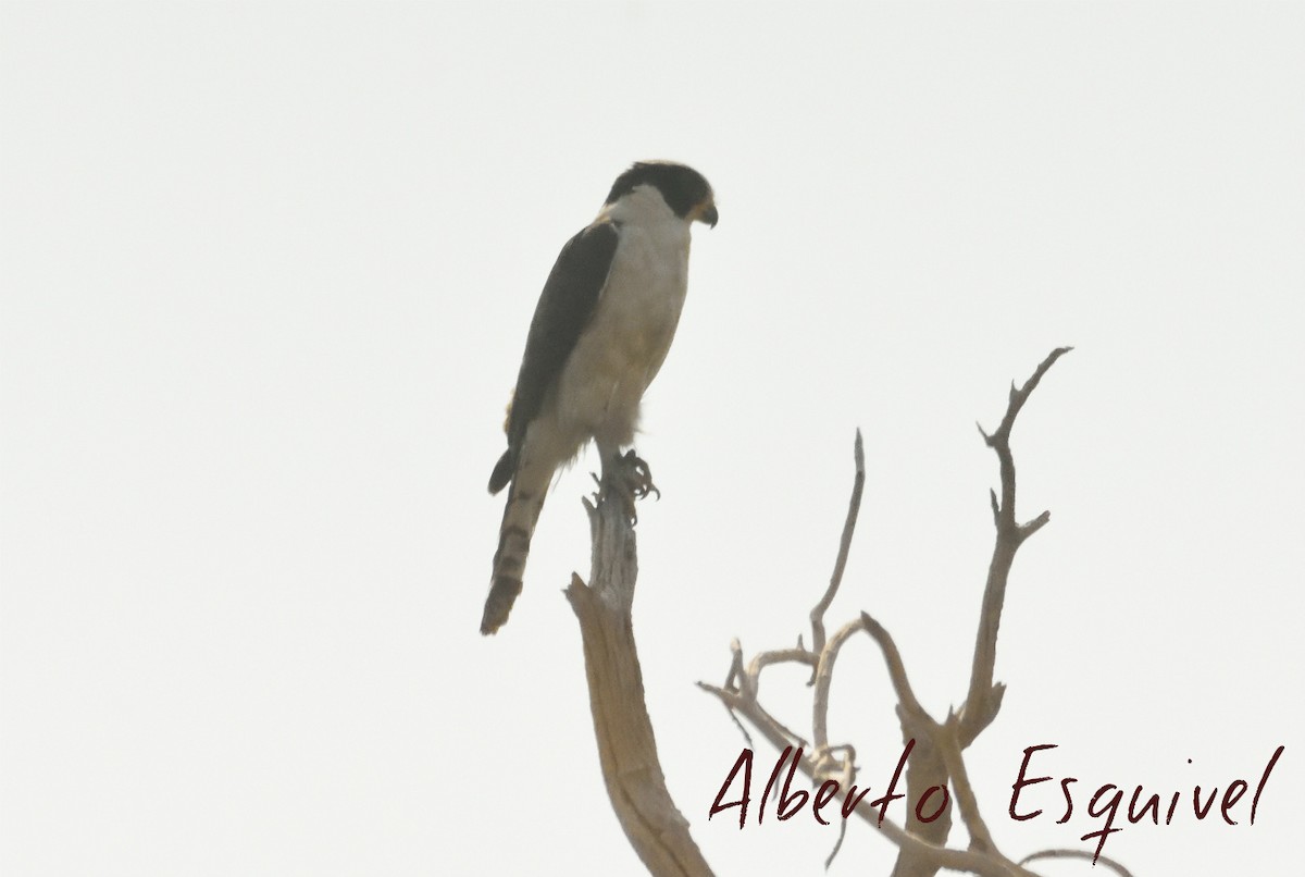 Laughing Falcon - Alberto Esquivel Wildlife PY