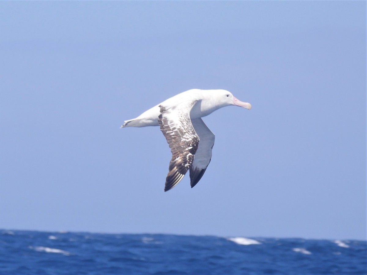 Antipodean Albatross (Gibson's) - Dan Pendavingh