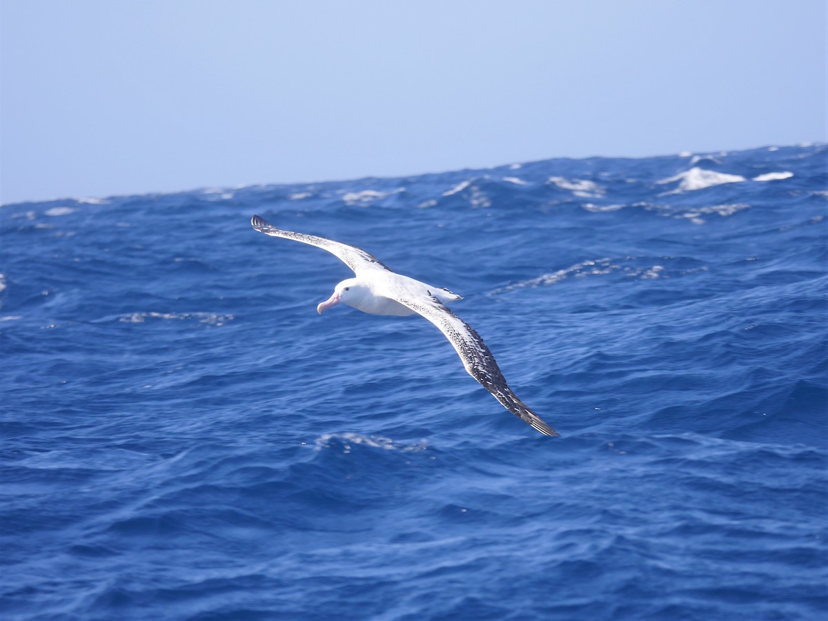 Albatros des Antipodes (gibsoni) - ML68815231