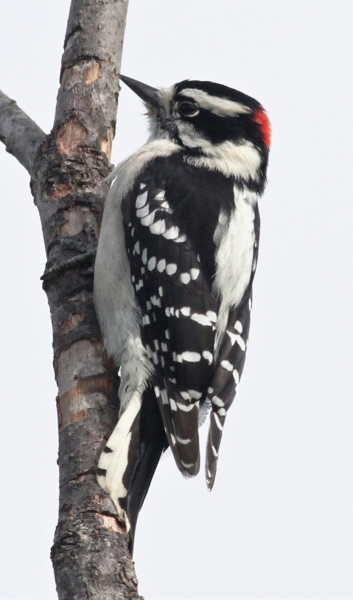 Downy Woodpecker (Eastern) - Becky Lutz