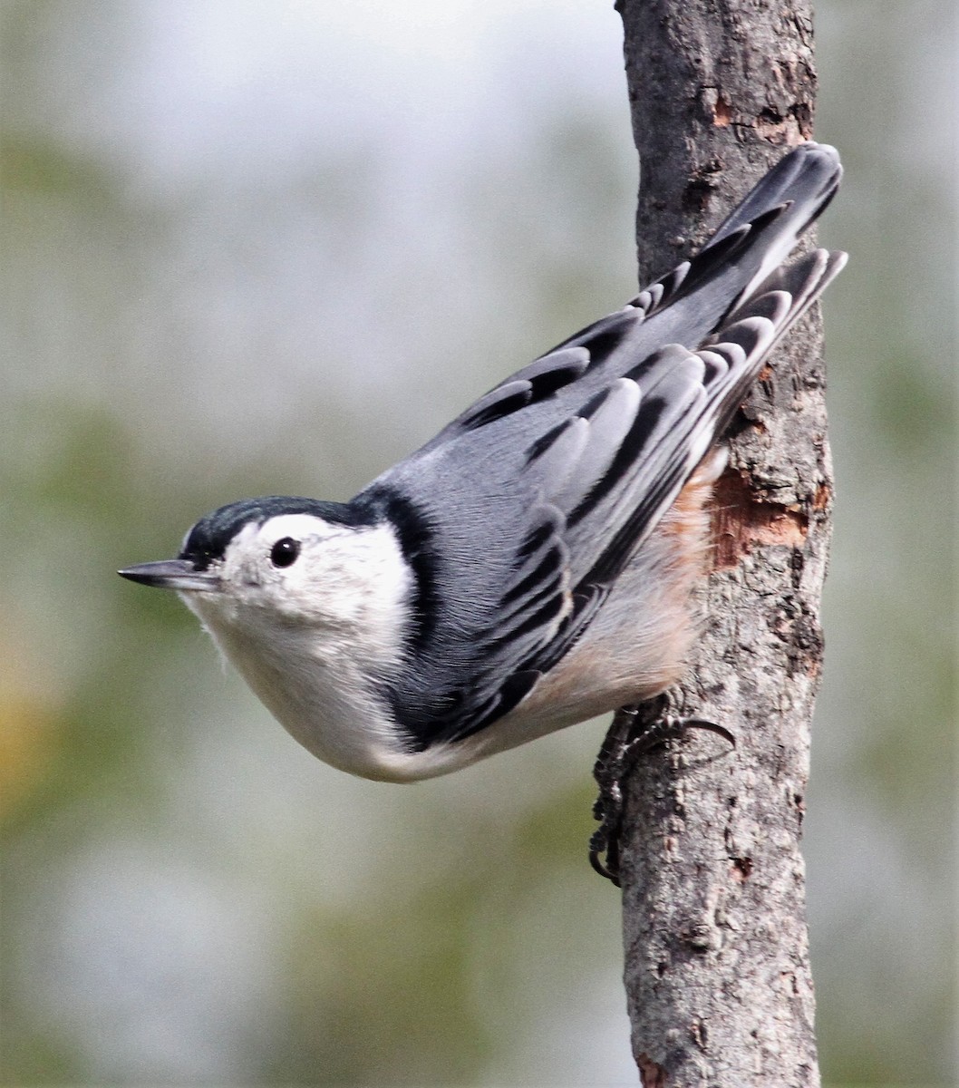 White-breasted Nuthatch (Eastern) - Becky Lutz
