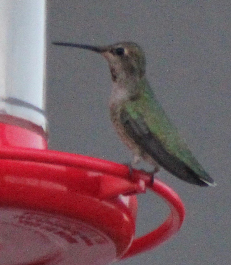 Anna's Hummingbird - ML68817981