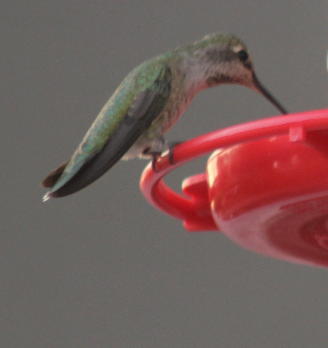 Anna's Hummingbird - ML68818041