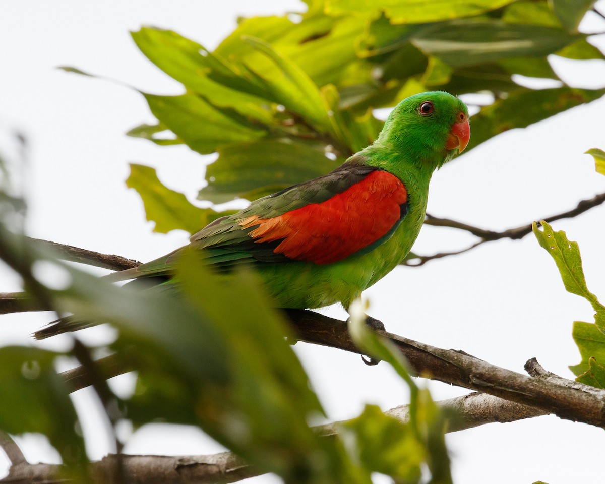 Red-winged Parrot - Jeff Stacey