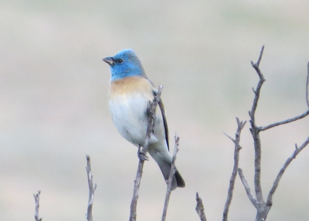 Lazuli Bunting - Chris O'Connell