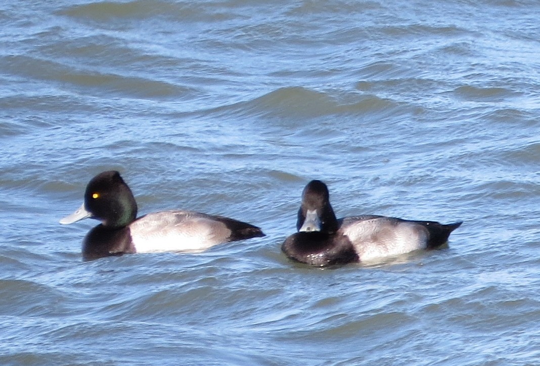 Lesser Scaup - Chris O'Connell