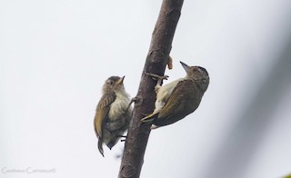  - Plain-breasted Piculet