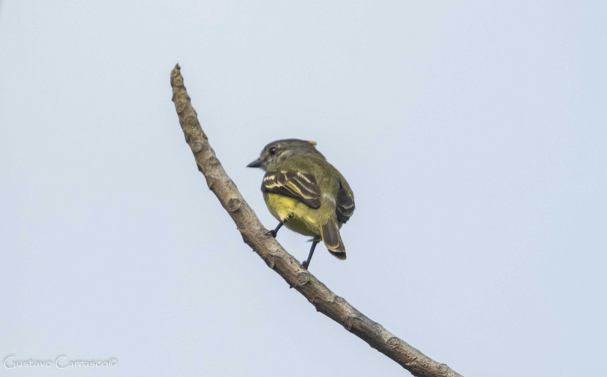 Yellow-crowned Tyrannulet - ML68821971