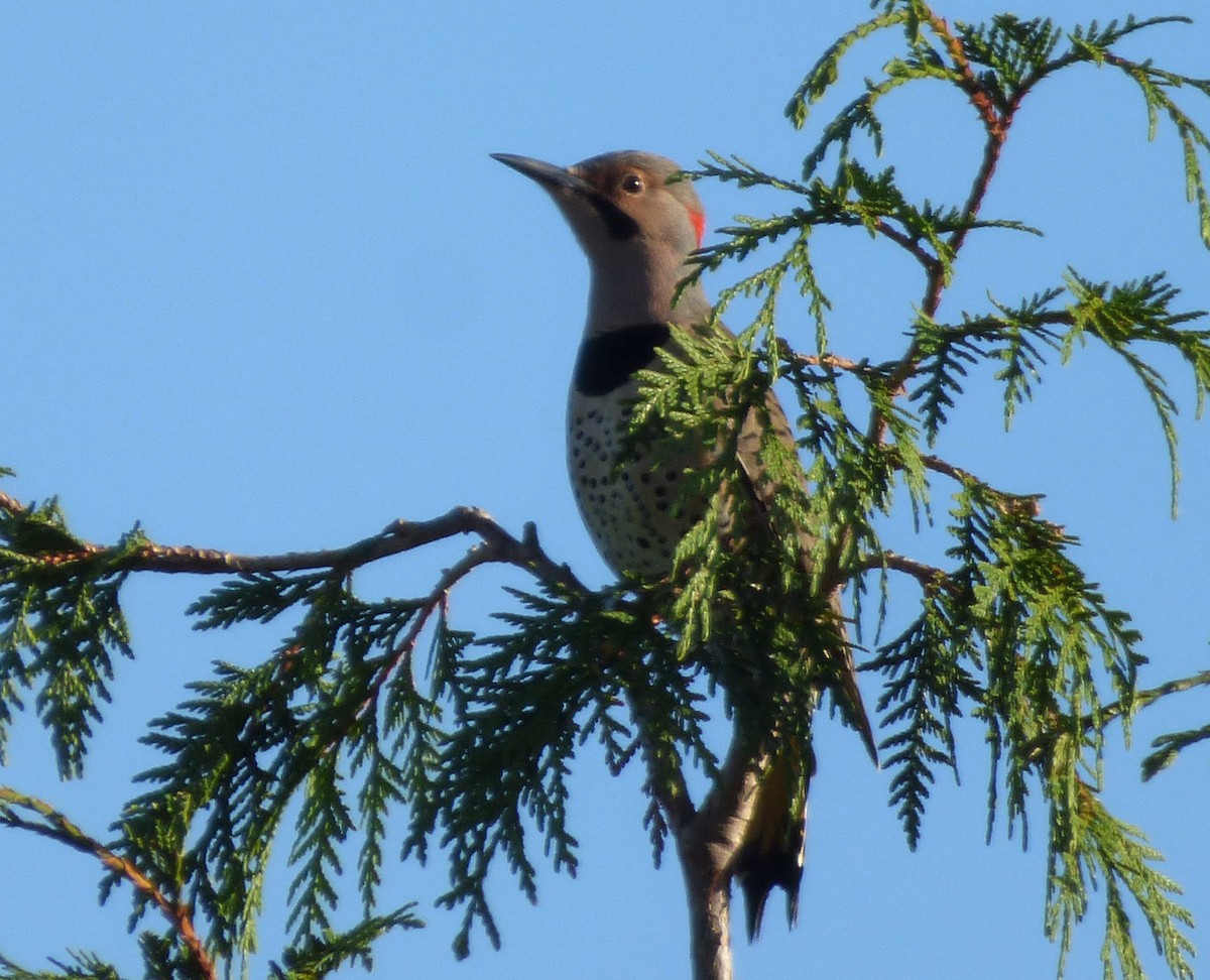 Northern Flicker (Yellow-shafted) - ML68822701
