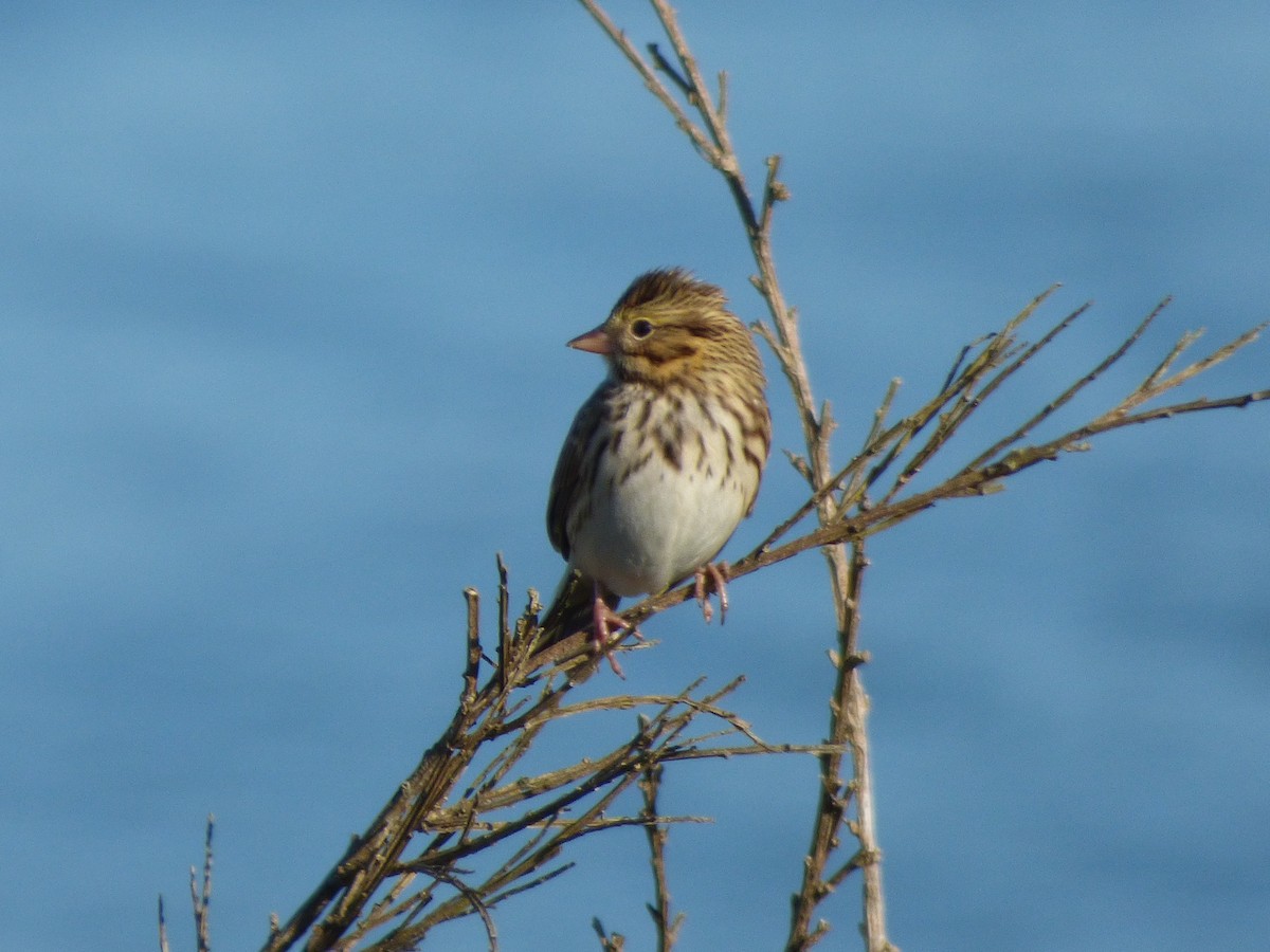 Savannah Sparrow (Savannah) - ML68822801