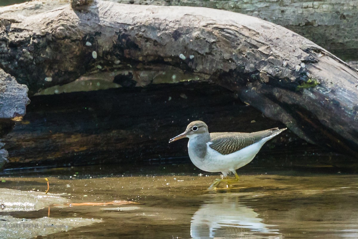 Spotted Sandpiper - Gary Brems