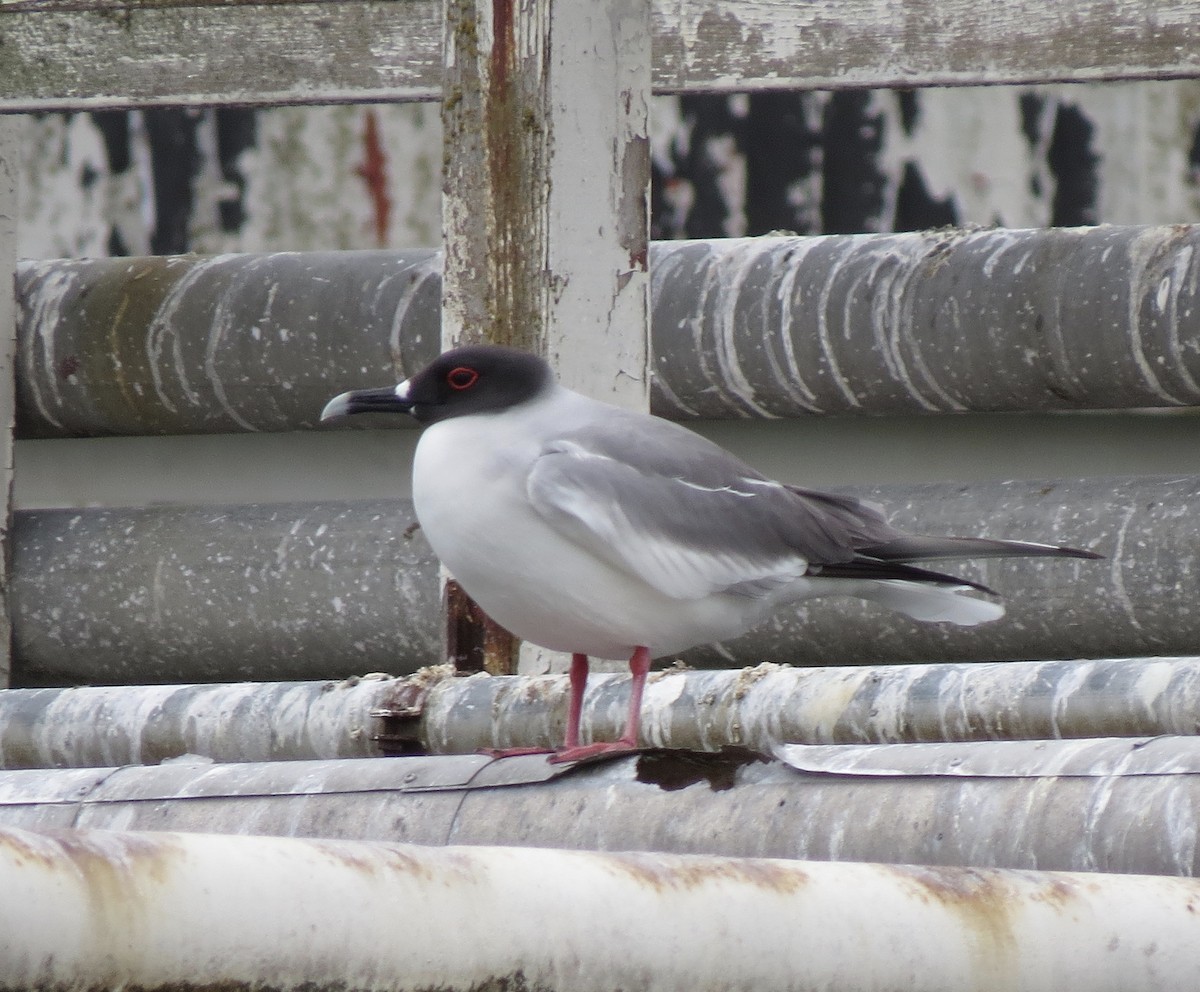 Swallow-tailed Gull - ML68824021