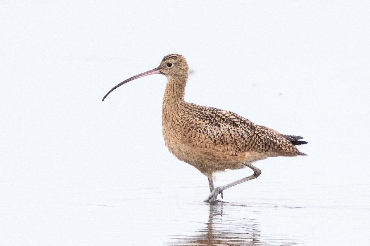 Long-billed Curlew - ML68825421