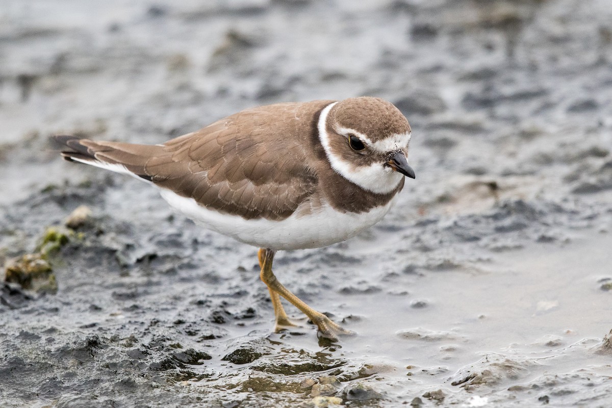 Semipalmated Plover - ML68825501