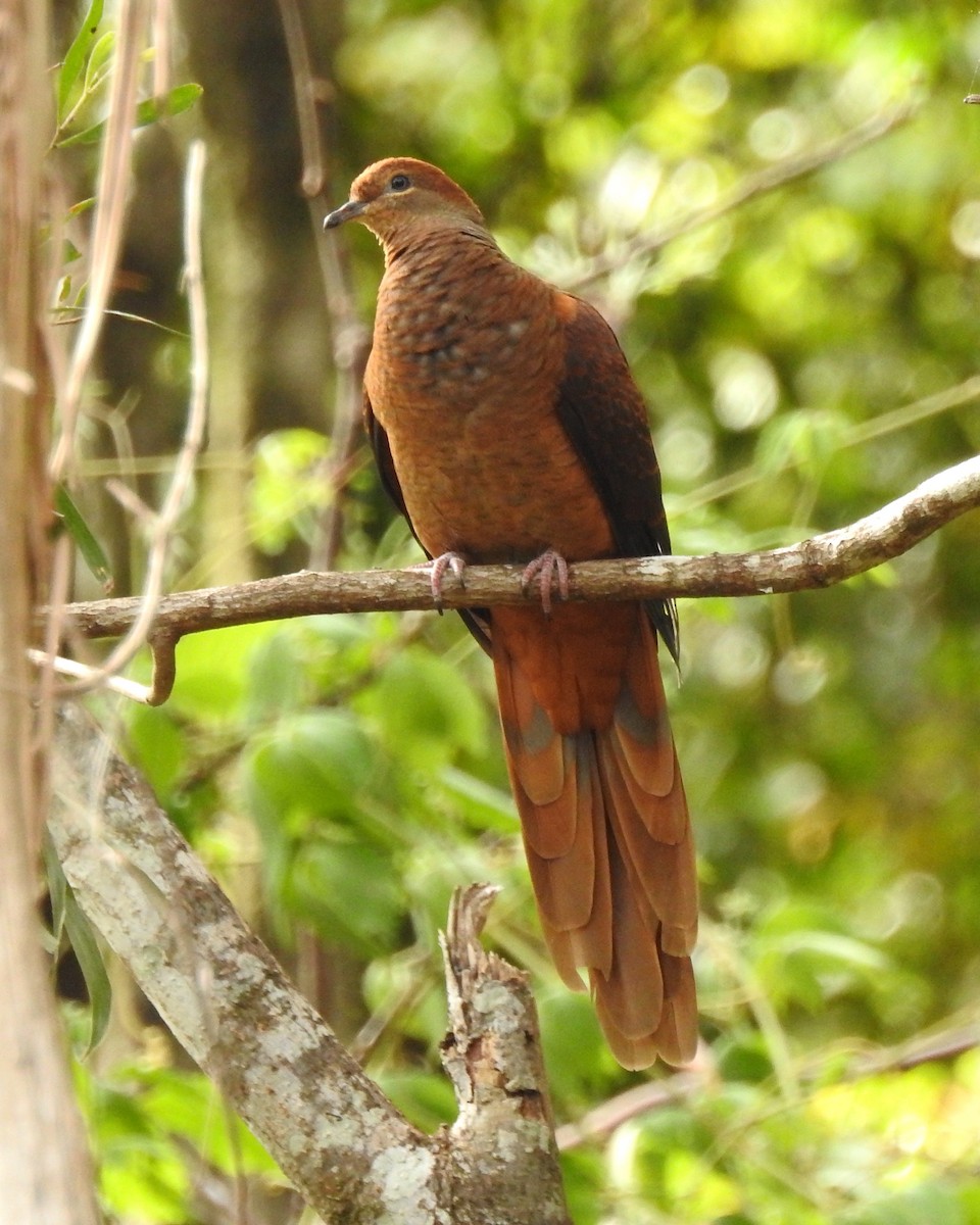 Brown Cuckoo-Dove - ML68826611