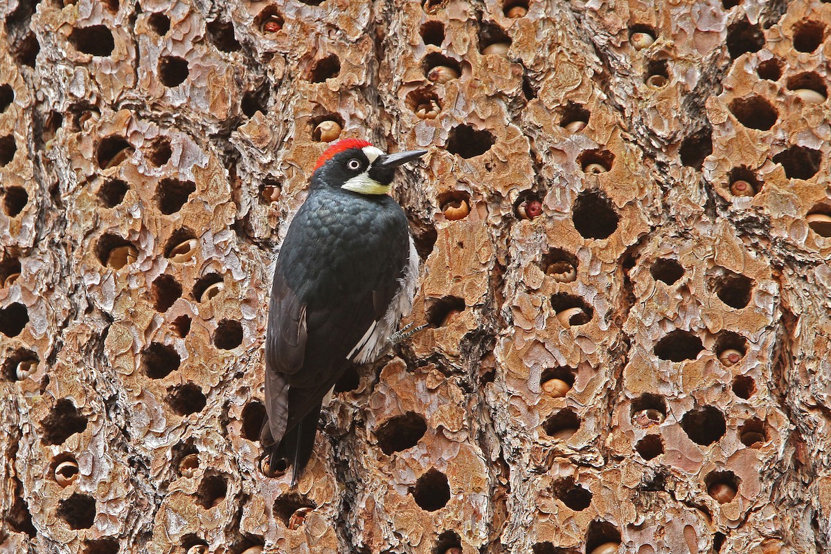Acorn Woodpecker - ML68826661