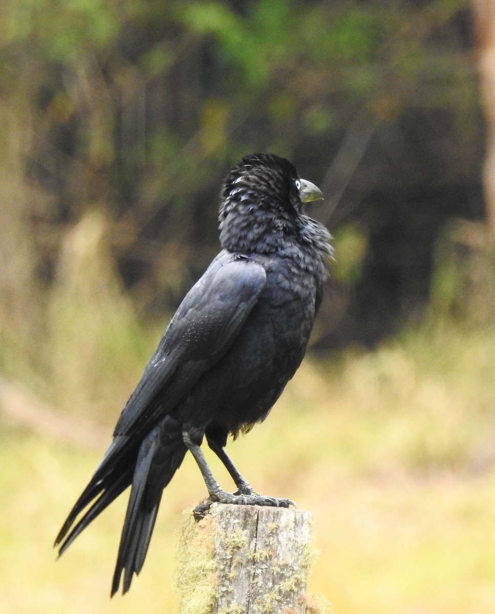 Torresian Crow - ML68827001