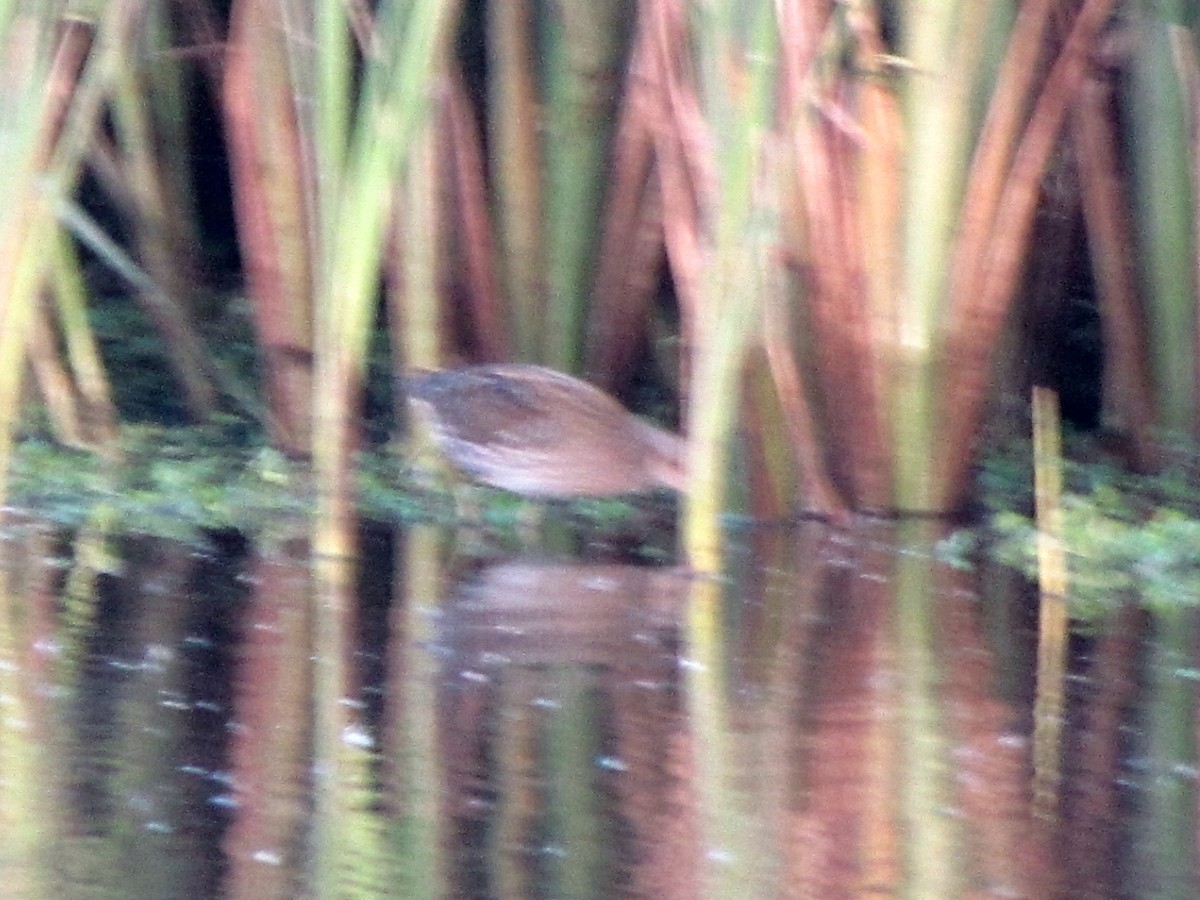 Spotted Crake - ML68828891