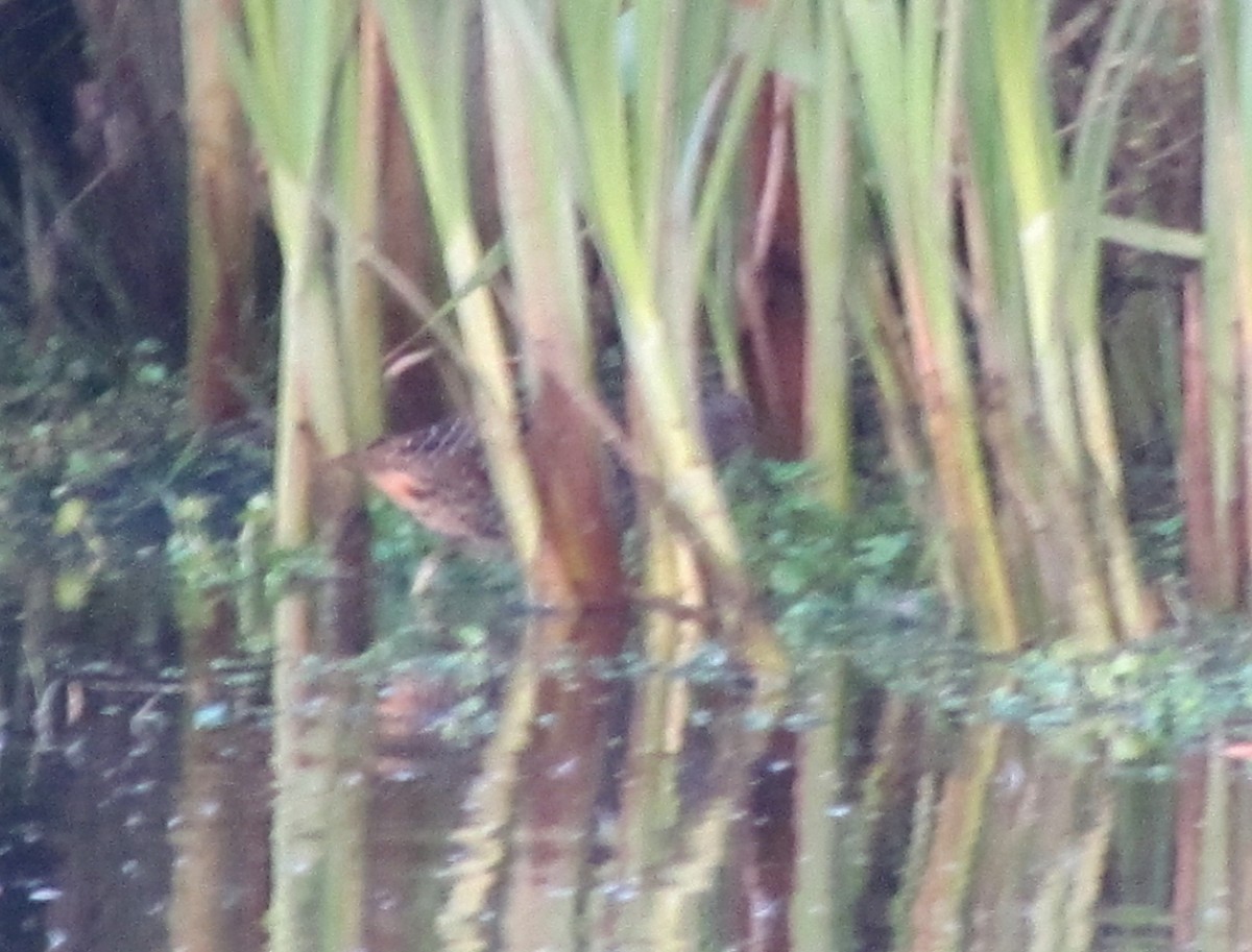 Spotted Crake - ML68828901