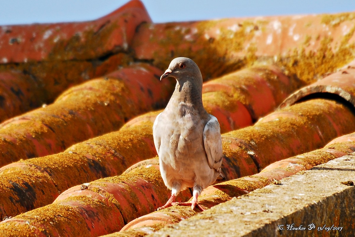 Rock Pigeon (Feral Pigeon) - Carl  Hawker