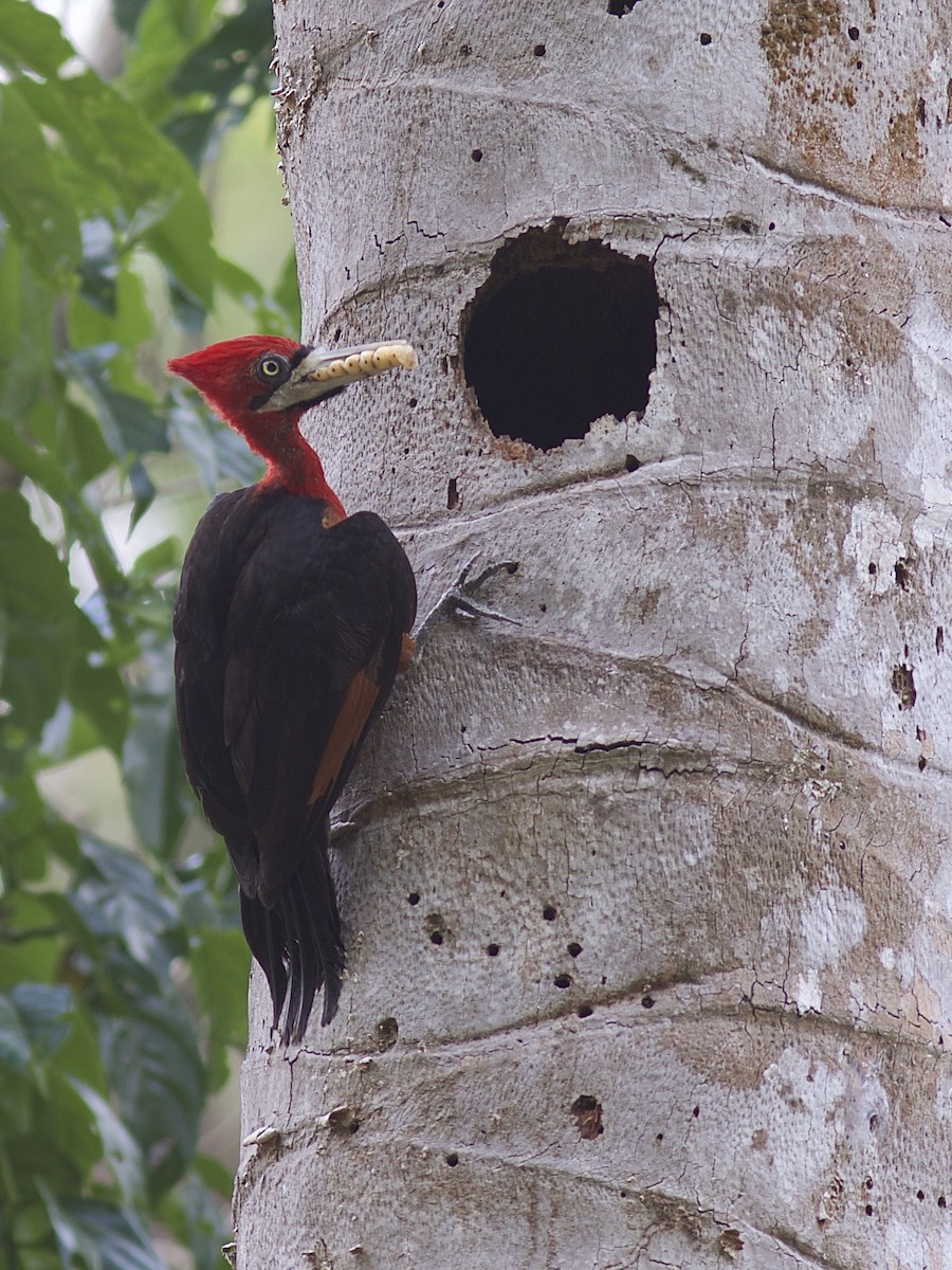 Red-necked Woodpecker - ML68831421
