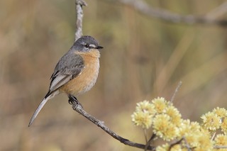  - Gray-backed Tachuri