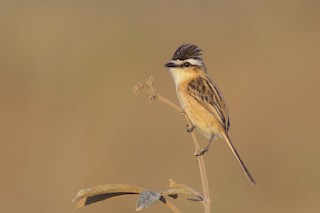  - Sharp-tailed Tyrant