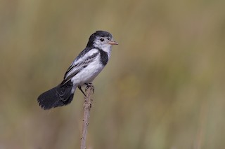  - Cock-tailed Tyrant