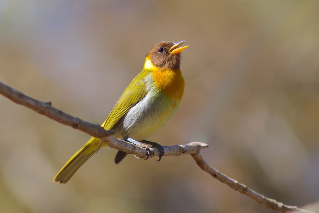 Rufous-headed Tanager - ML68831831