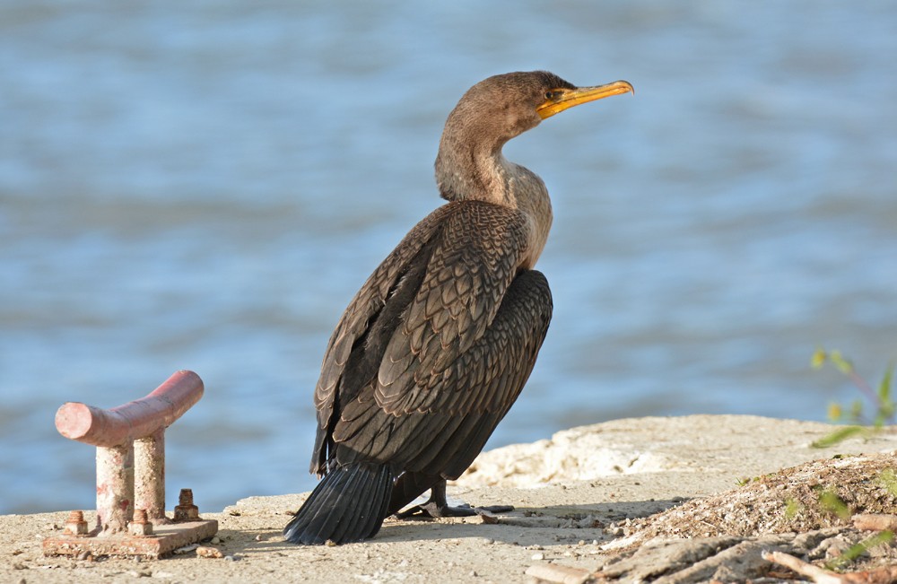Double-crested Cormorant - Dick Horsey