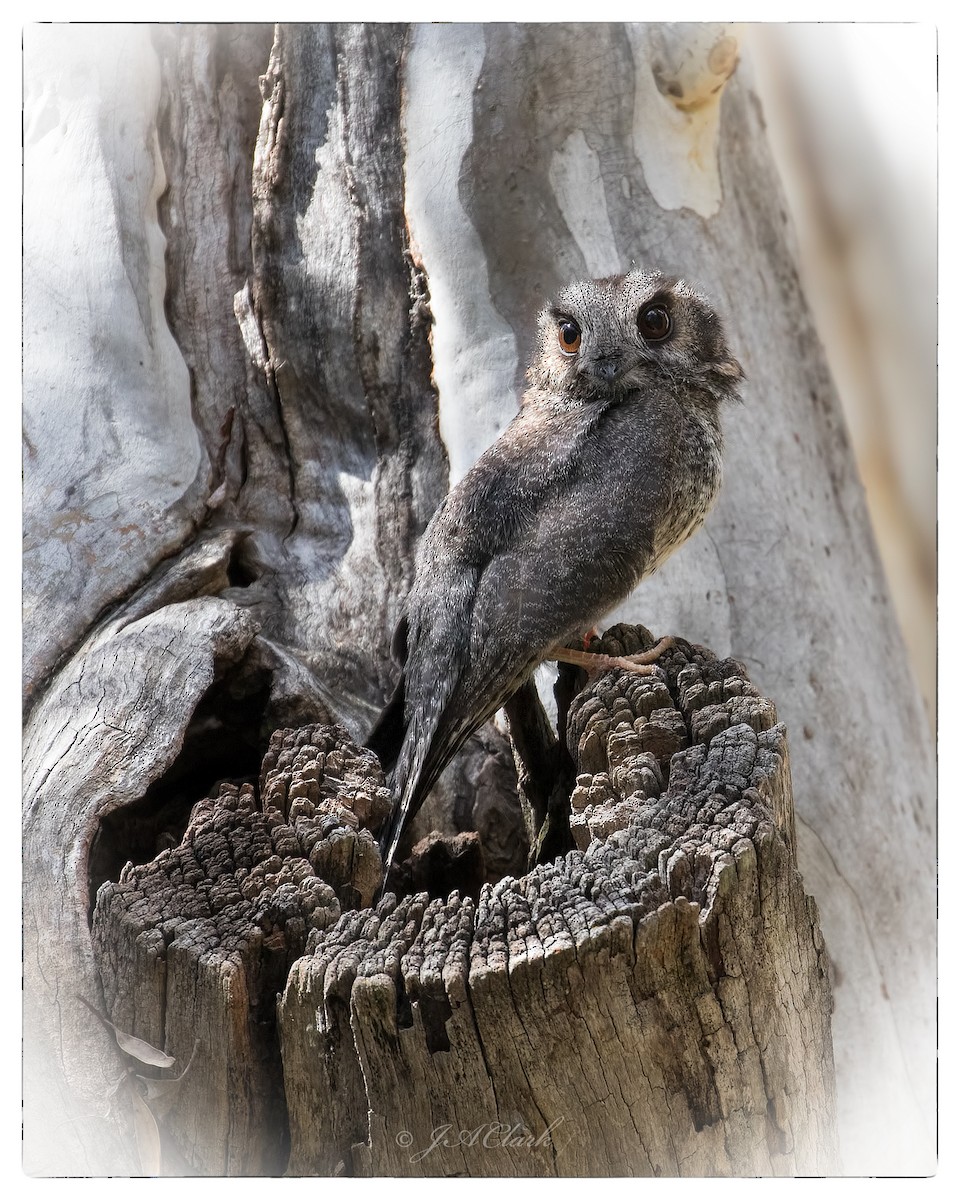 Australian Owlet-nightjar - Julie Clark