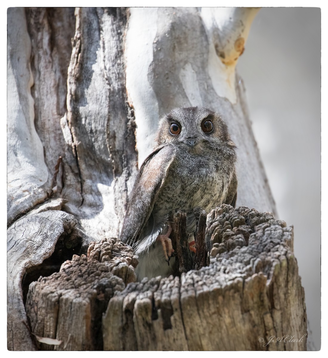 Australian Owlet-nightjar - ML68836161