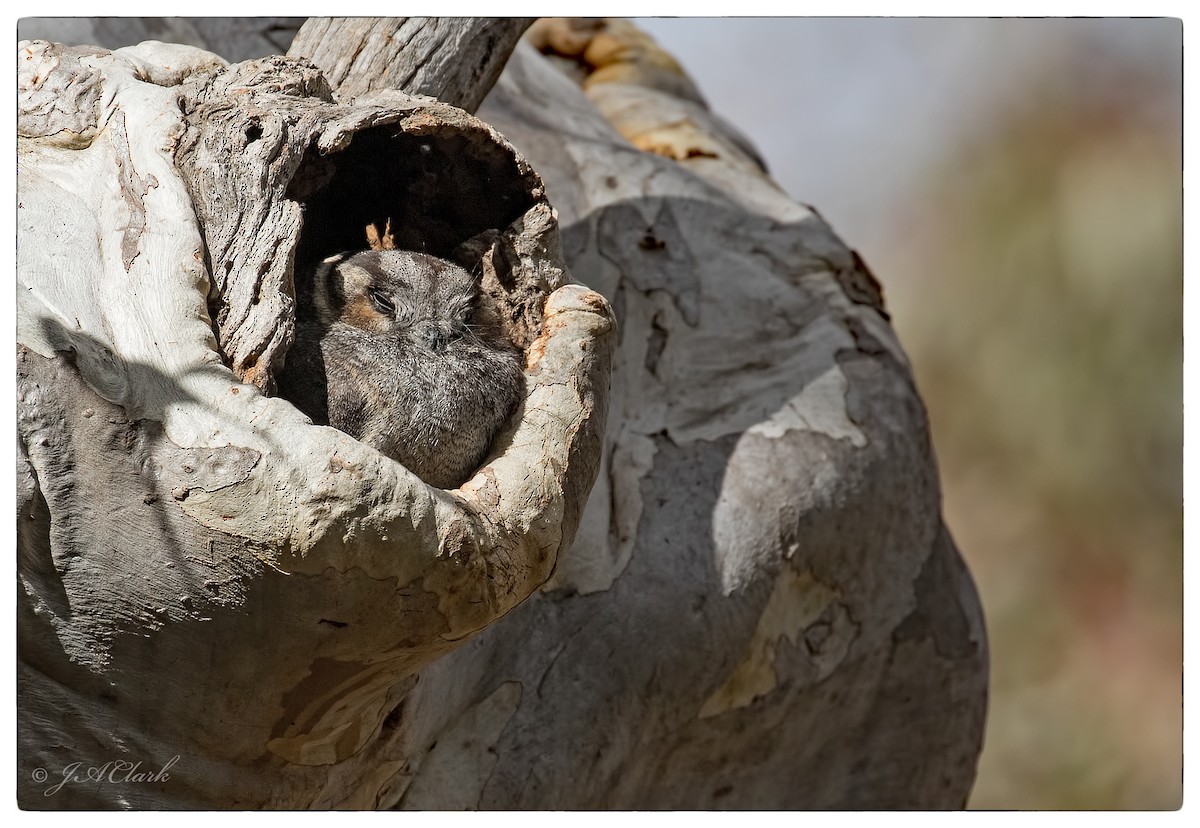 Australian Owlet-nightjar - ML68836211