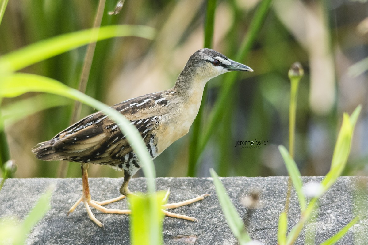 Yellow-breasted Crake - Jerome Foster