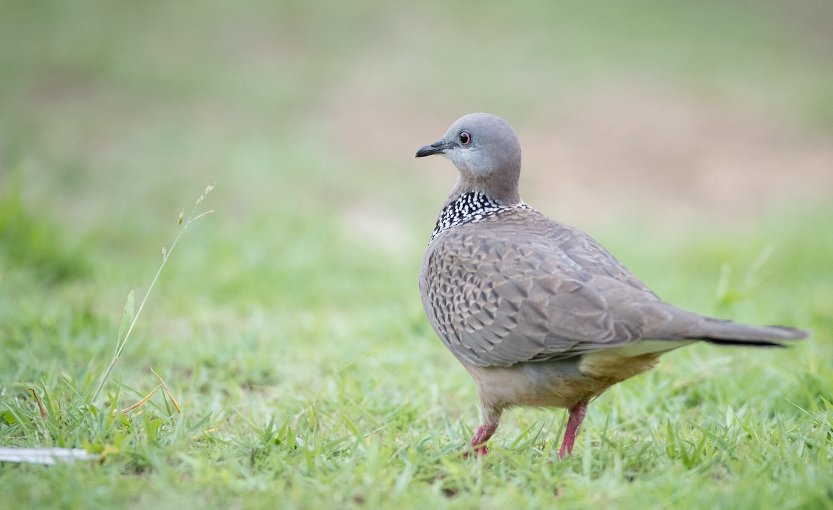 Spotted Dove (Eastern) - ML68837541