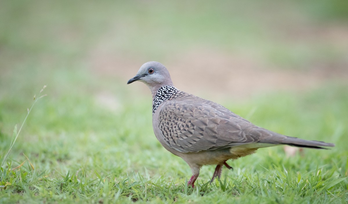Spotted Dove (Eastern) - ML68837551