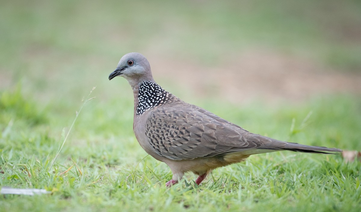 Spotted Dove (Eastern) - ML68837561