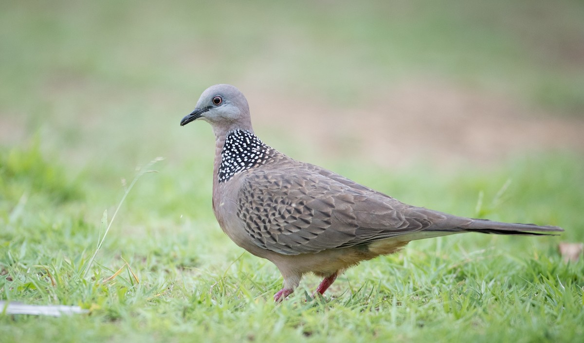 Spotted Dove (Eastern) - ML68837571
