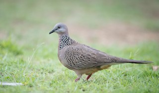 Spotted Dove (Eastern), ML68837571