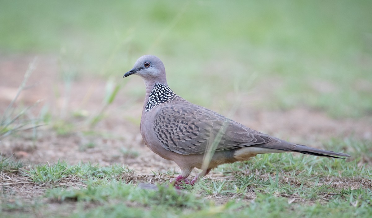 Spotted Dove (Eastern) - ML68837591
