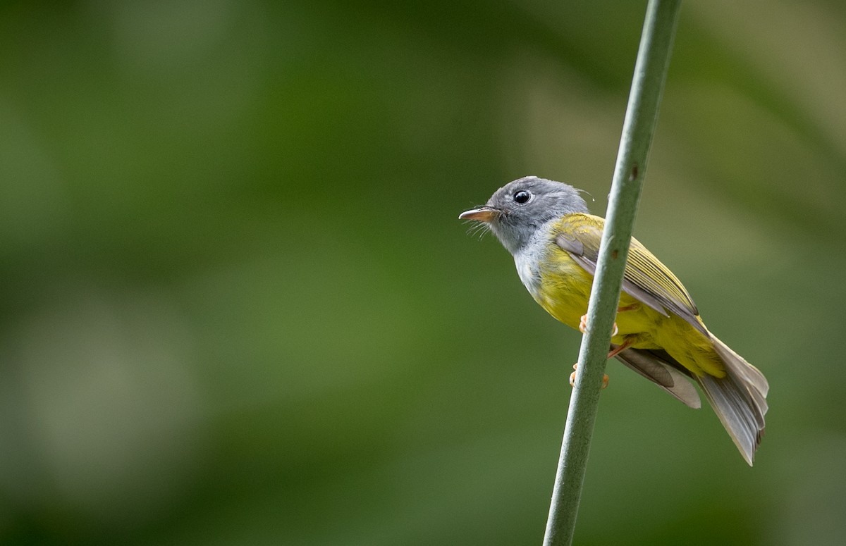 Gray-headed Canary-Flycatcher - ML68838171
