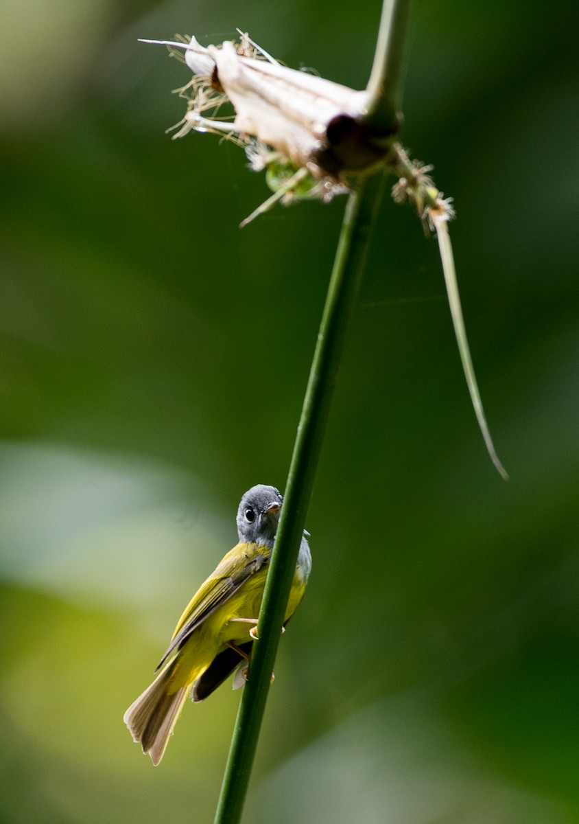 Gray-headed Canary-Flycatcher - Ian Davies
