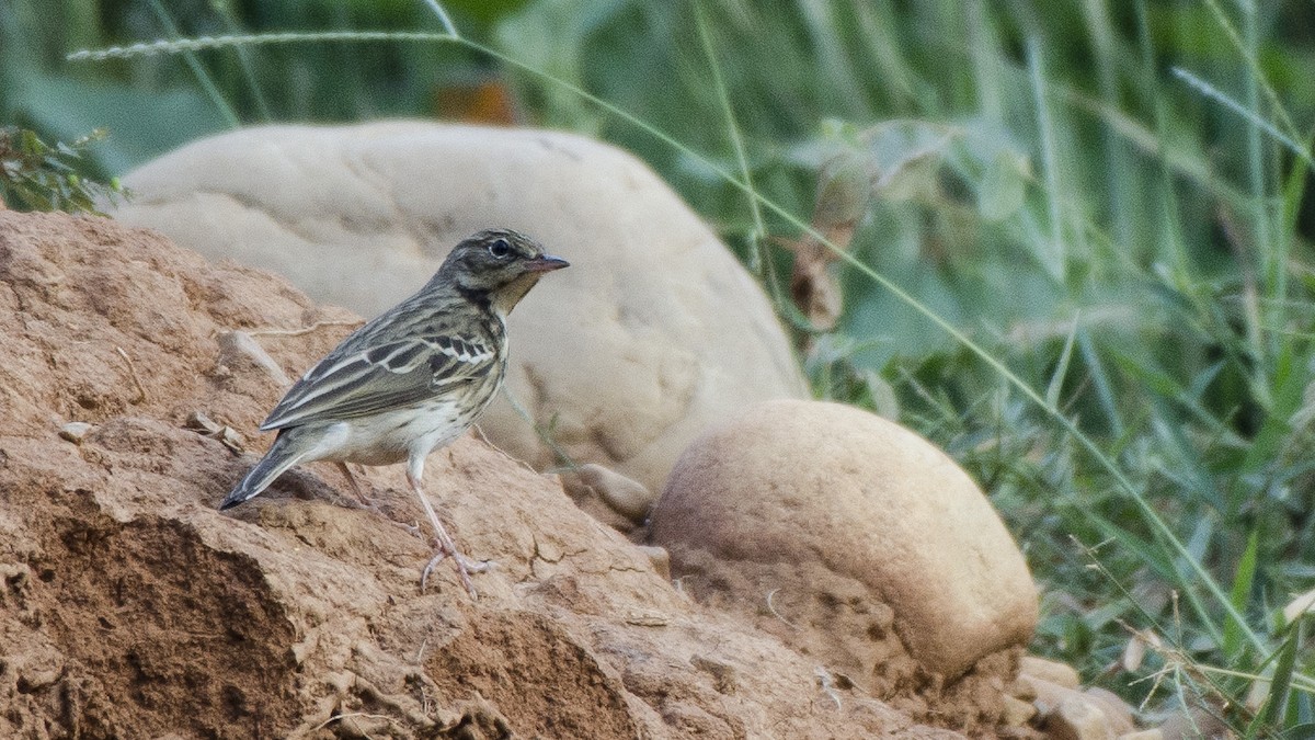 Rosy Pipit - ML68840231
