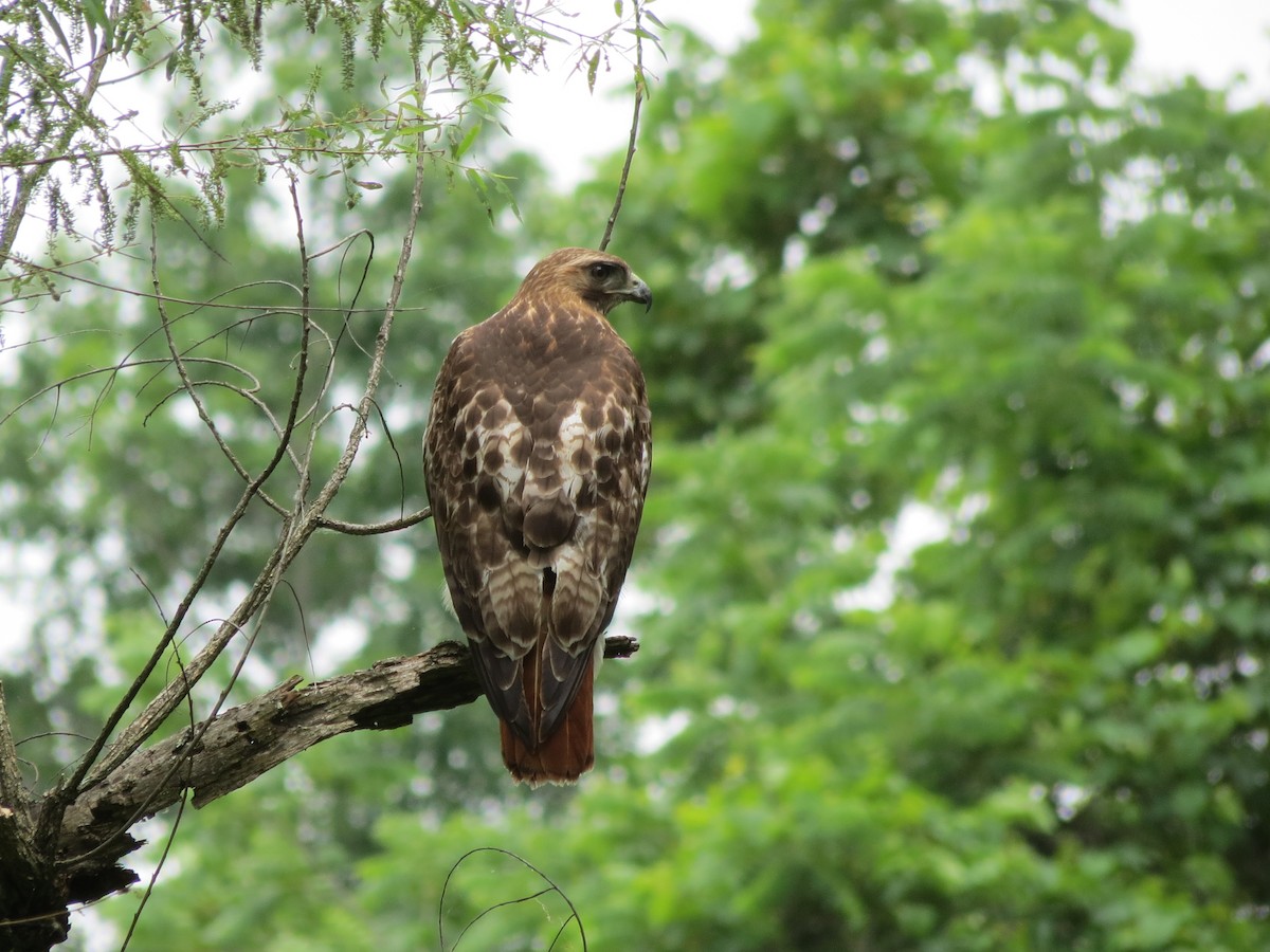 Red-tailed Hawk (borealis) - ML68840331